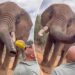 Tourist slammed for popping a beer on safari — and feeding it to an elephant: ‘This should never have happened’