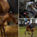 World’s first ever genetically-edited horses could revolutionize sports and breeding as we know it