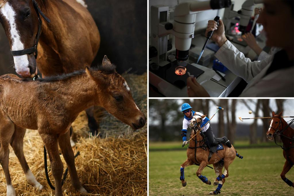 World’s first ever genetically-edited horses could revolutionize sports and breeding as we know it