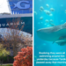 "And people say animals don’t have feelings": Georgia Aquarium visitor captures footage of fish swimming together after shark passes away