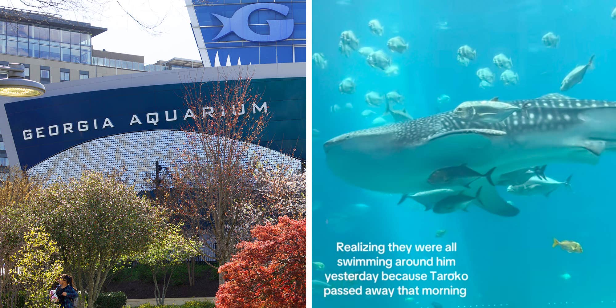 "And people say animals don’t have feelings": Georgia Aquarium visitor captures footage of fish swimming together after shark passes away