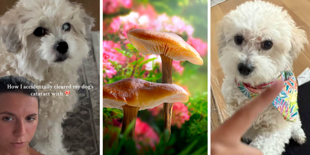 "His eye is perfect": Pet owner claims mushrooms cured her dog’s cataracts