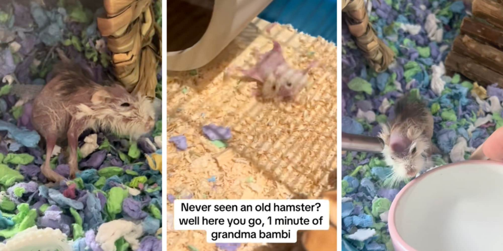 "Literally Crying": Ancient Hamster Named "Grandma Bambi" Goes Viral On TikTok And Promptly Dies