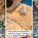 "Literally Crying": Ancient Hamster Named "Grandma Bambi" Goes Viral On TikTok And Promptly Dies