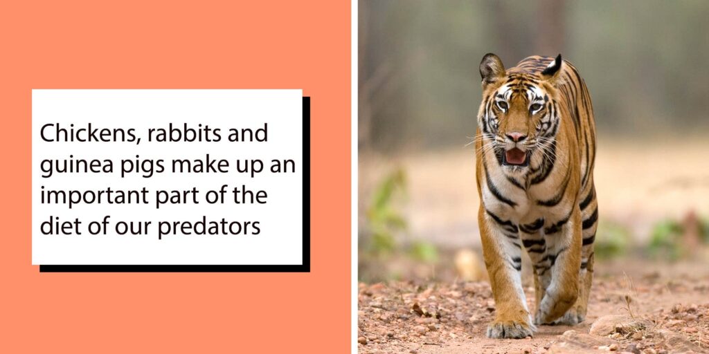 "No heart whatsoever": Danish zoo slammed after asking people to donate their pets to feed tigers and lynxes