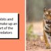 "No heart whatsoever": Danish zoo slammed after asking people to donate their pets to feed tigers and lynxes