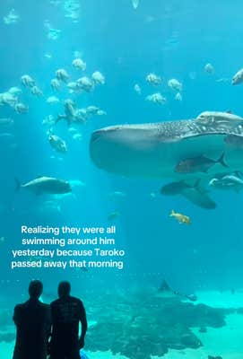 photo of a tank with the text Realizing they were all swimming around him yesterday because Taroko passed away that morning