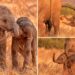 Wildlife photographer captures adorable pictures of happy elephant family in Kenyan safari