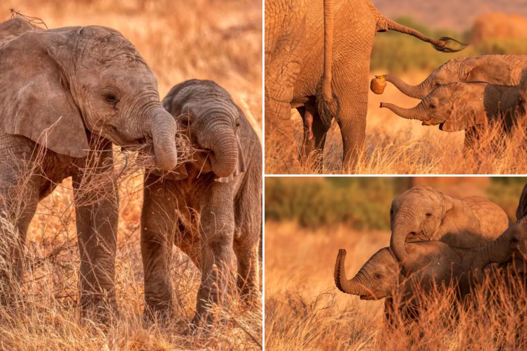 Wildlife photographer captures adorable pictures of happy elephant family in Kenyan safari