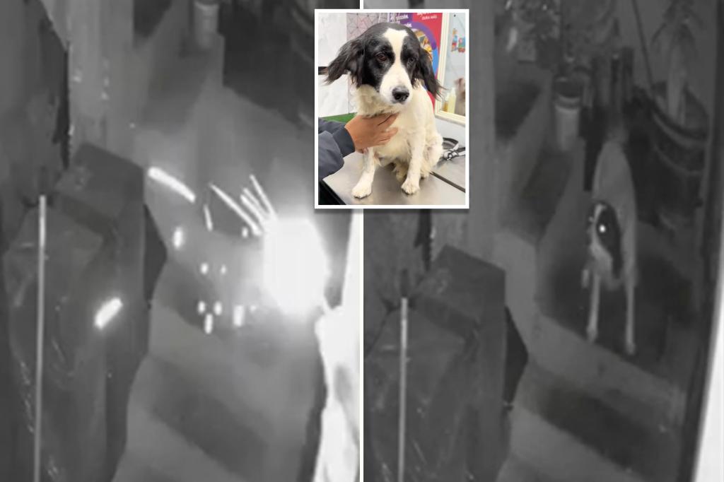 Hero dog extinguishes lit stick of dynamite tossed into journalist’s yard: ‘Saved our lives’
