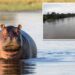 Hippo capsizes boat in Ivory Coast, leaving 11 people missing — including children and baby