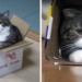 Farewell to Maru, the internet's favorite cat who loved to play in boxes