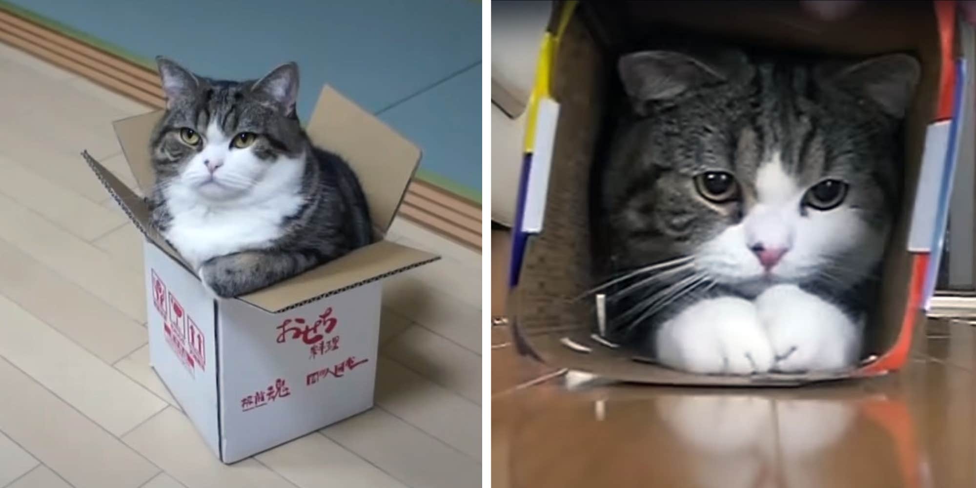 Farewell to Maru, the internet's favorite cat who loved to play in boxes