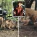Lions eat zookeeper alive in horrific attack filmed by tourists: report