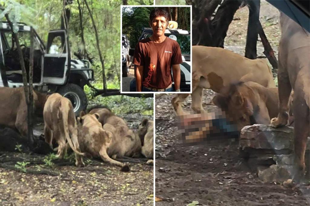 Lions eat zookeeper alive in horrific attack filmed by tourists: report