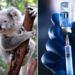 Australia approves vaccine to protect koalas against chlamydia