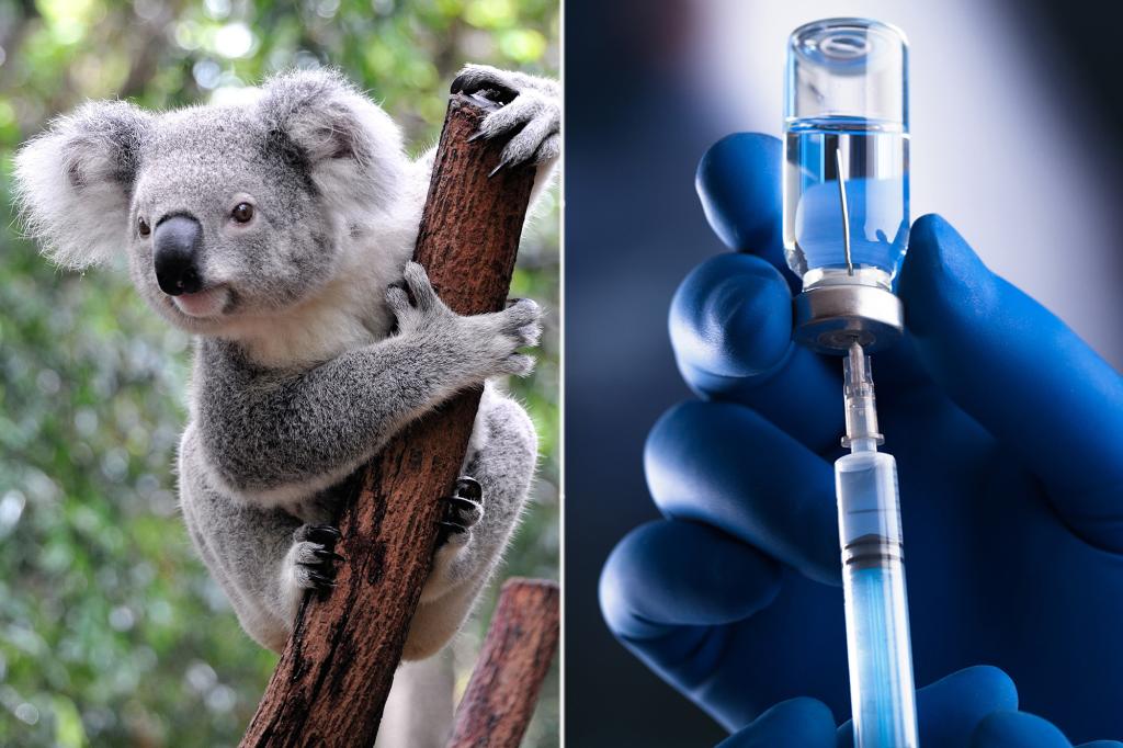 Australia approves vaccine to protect koalas against chlamydia