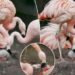 Adorable photos show Chilean flamingo chick taking its first steps