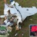 Exclusive | Russian drone incursion over Poland was ‘deliberate’ test — and warning to NATO, expert says