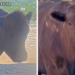 Winnie the Cow is going viral on Twitch after mooing for chat to send her treats