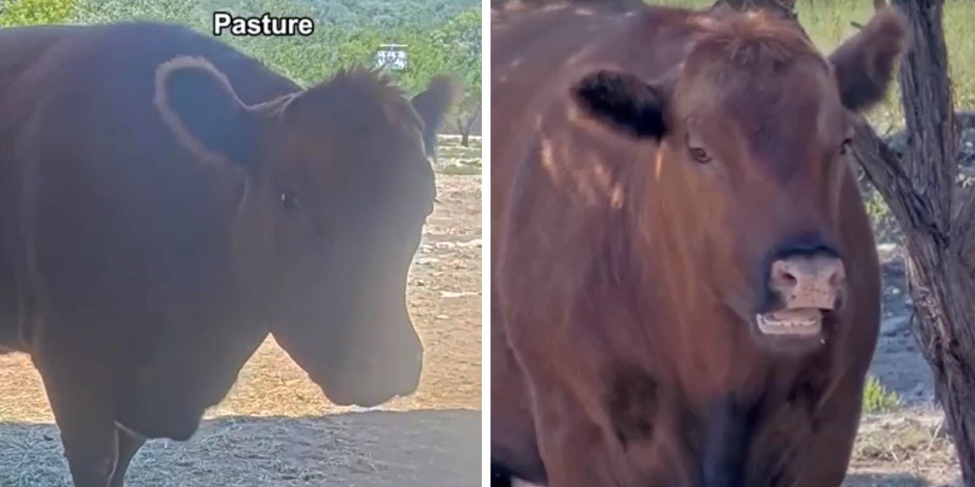 Winnie the Cow is going viral on Twitch after mooing for chat to send her treats