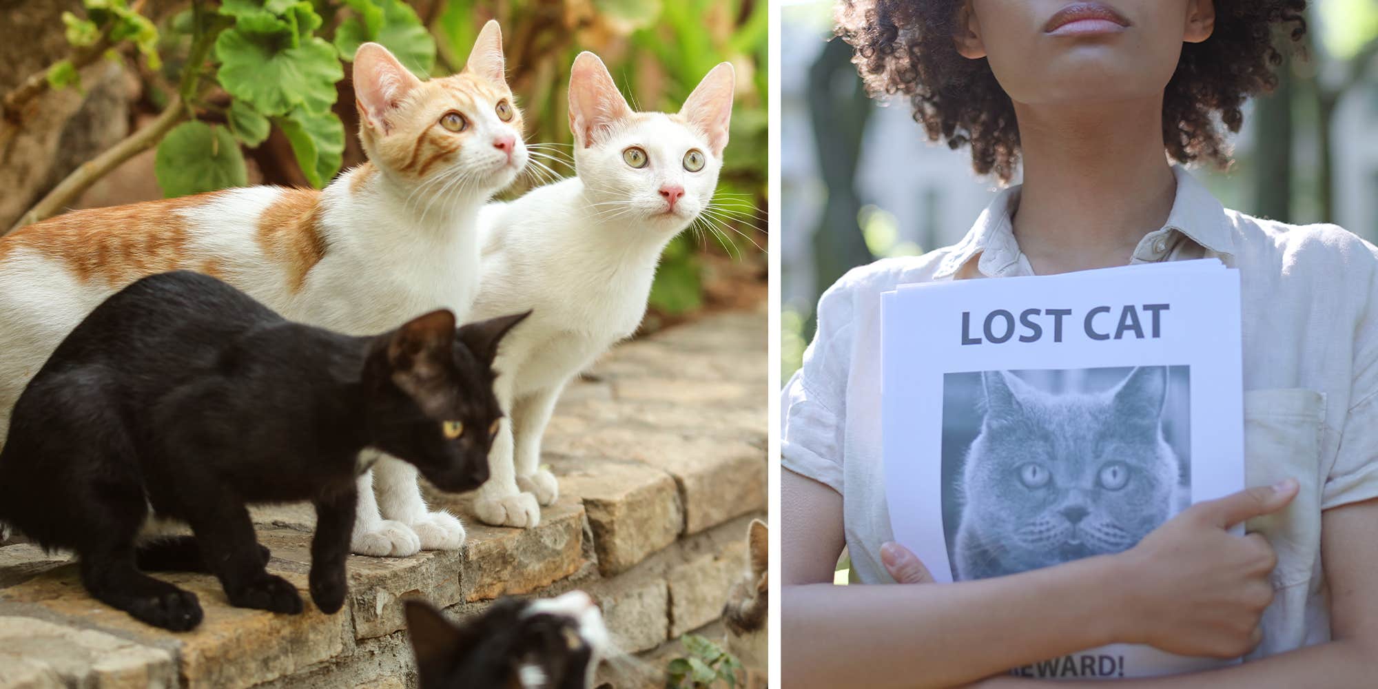 Tales Of The "Japanese Missing Cat Method" Spread On TikTok After Comedian's Missing Pet Returns