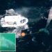 Rescuers battle gale-force winds to save humpback whale caught in tangled fishing line