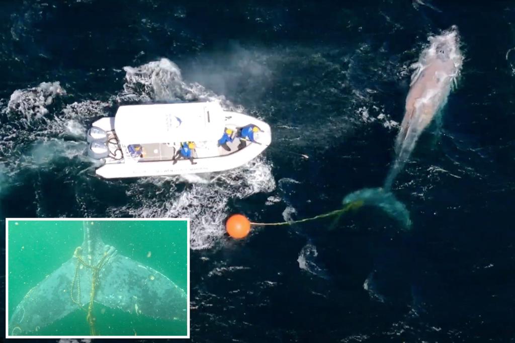 Rescuers battle gale-force winds to save humpback whale caught in tangled fishing line