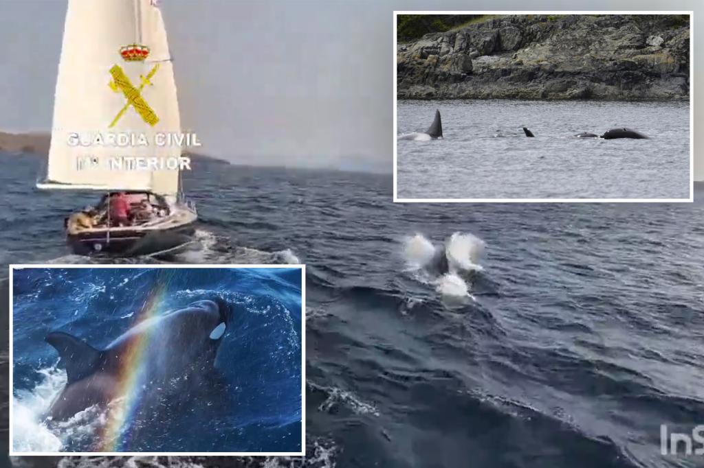 Scientists claim spate of orca attacks on European boats are the whales’ way of playing: report