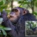 Wild chimpanzees consume 2 cocktails’ worth of alcohol a day by feasting on boozy fruit: study