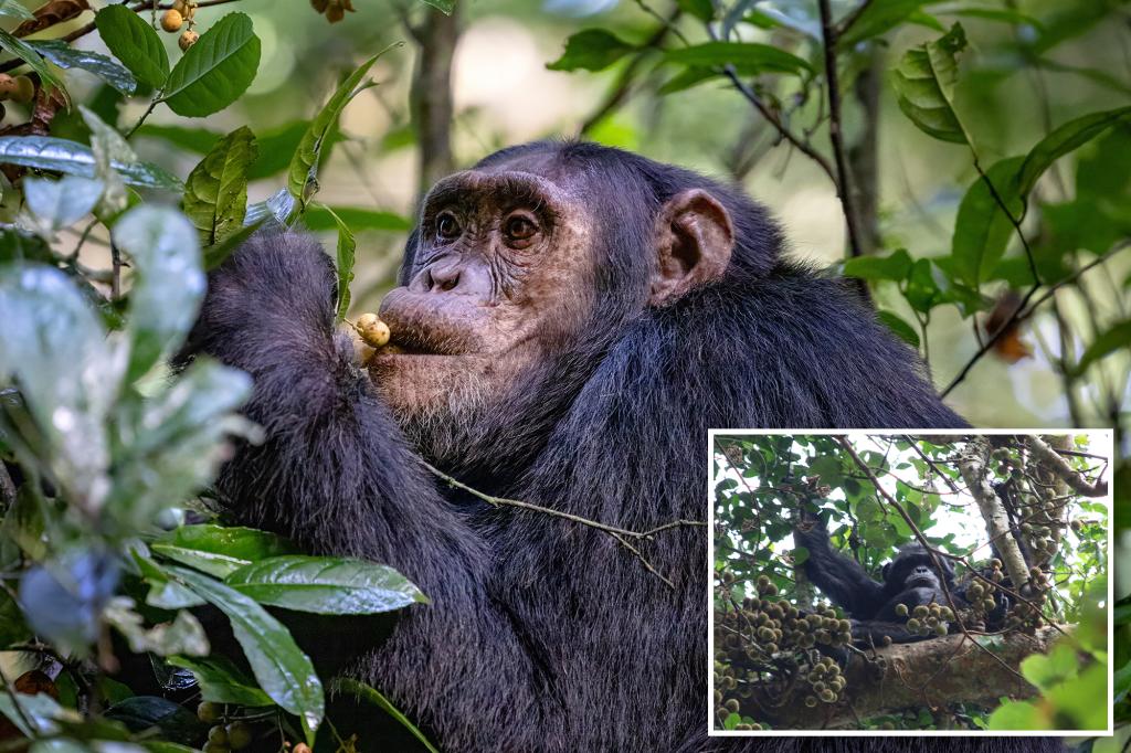 Wild chimpanzees consume 2 cocktails’ worth of alcohol a day by feasting on boozy fruit: study