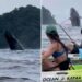 Kayakers treated to spectacular show by playful humpback whale, calf