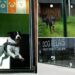 Rome’s airport launches luxurious dog hotel with pampering services