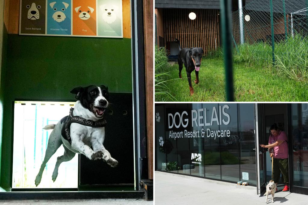 Rome’s airport launches luxurious dog hotel with pampering services