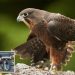 A raptor with no qualms about eating its opponents wins New Zealand’s annual bird election