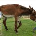 Two donkeys at same UK sanctuary shatter world records for height and ear length