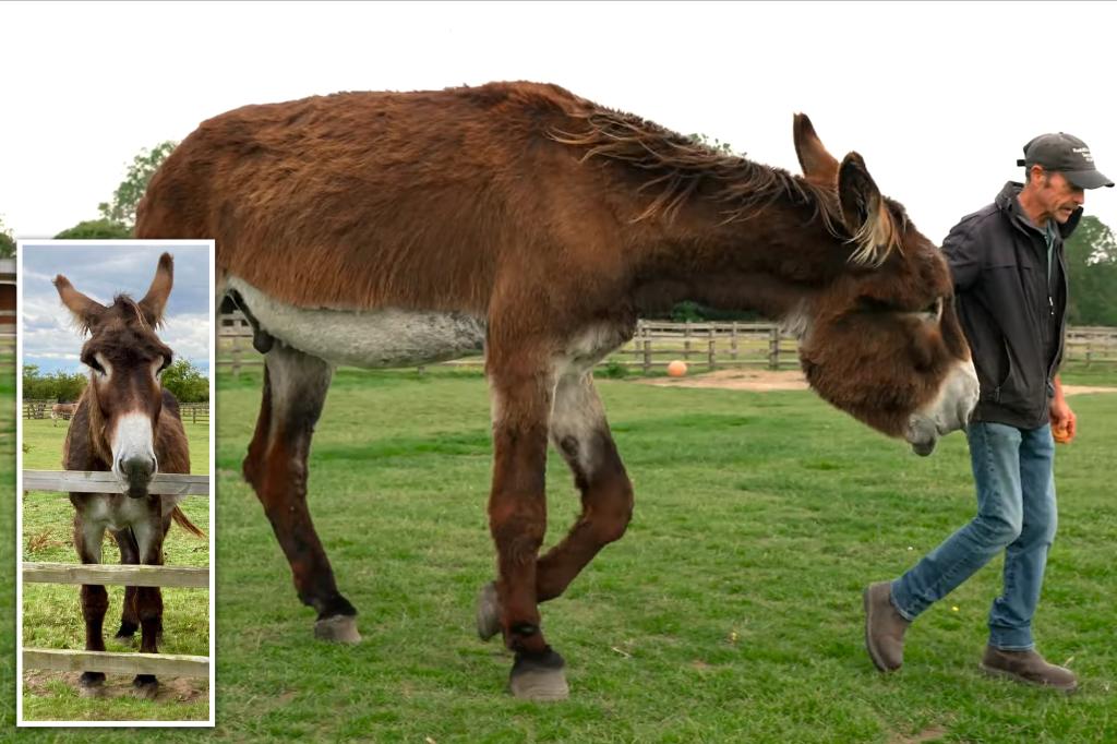 Two donkeys at same UK sanctuary shatter world records for height and ear length