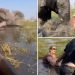 Elephant charges at tourists, shoves floundering woman underwater after party drifts too close to its calves: video