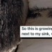 "Seriously concerning": Redditor shares photo of mold under sink to r/whatisit, discovers it's toxic