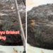 "We love when they wave back": Smoked wagyu brisket "twerking" as it's being sliced has viewers feeling unsettled