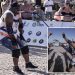 Egyptian wrestler pulls 700-ton ship with only his teeth