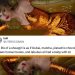 The internet is picking apart Taylor Swift's lyrics in the "Life of a Showgirl" album—and not in a good way