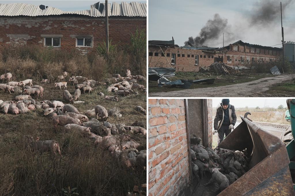 Massive Russian drone attack wipes out 13K pigs in gruesome Ukrainian farm fire: ‘The destruction is catastrophic’