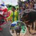 Buffalos in Thailand clean up to compete in a beauty pageant to raise status of humble animal