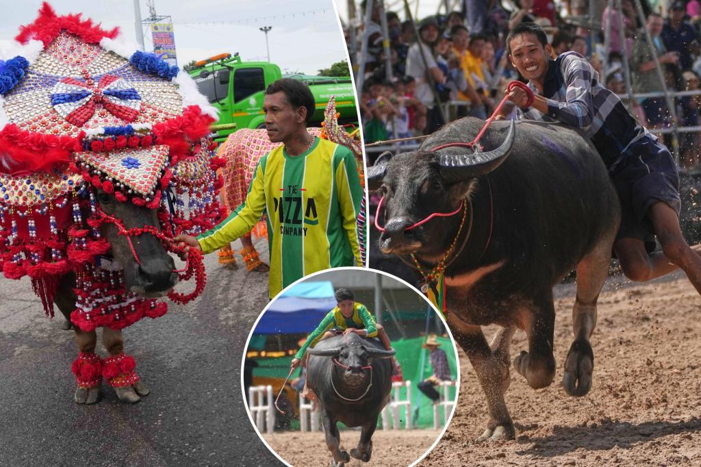 Buffalos in Thailand clean up to compete in a beauty pageant to raise status of humble animal