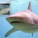 Surfer attacked by shark at Kangaroo Island tourist spot