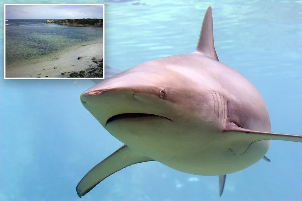 Surfer attacked by shark at Kangaroo Island tourist spot