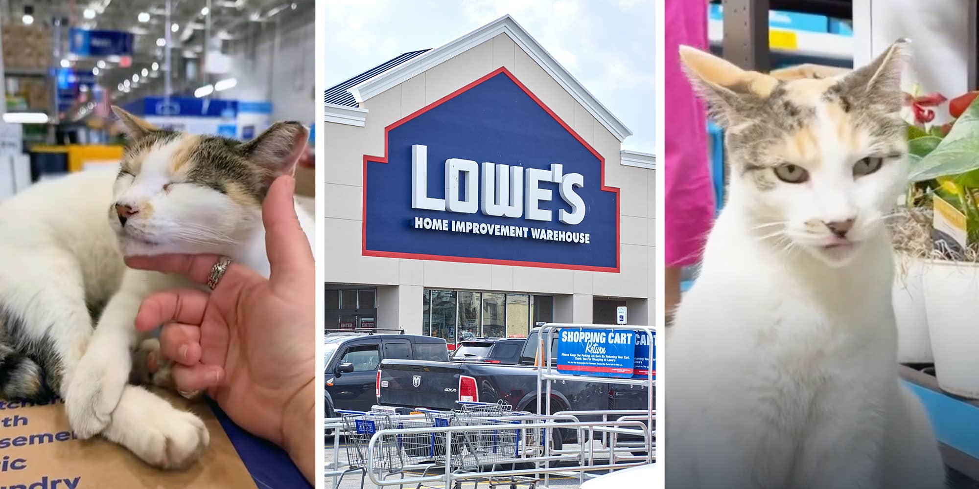"Keep an eye on that escape artist": Workers at a Virginia Lowe's store find beloved missing cat after a multi-state search