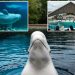 Defunct marine park threatens to kill 30 beluga whales if emergency government funding isn’t approved