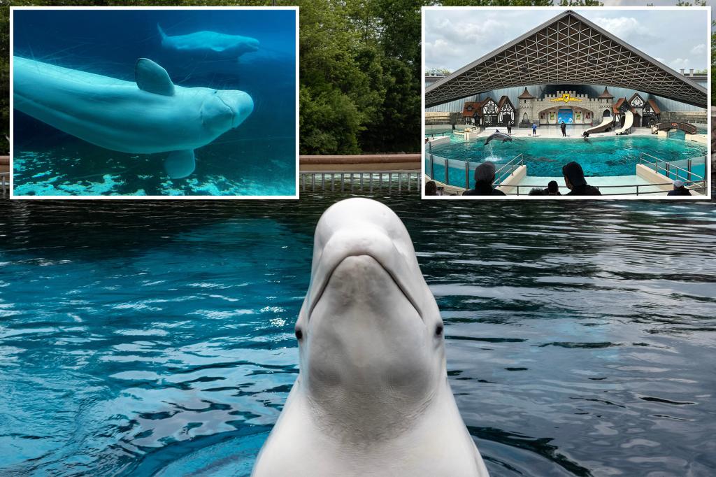 Defunct marine park threatens to kill 30 beluga whales if emergency government funding isn’t approved